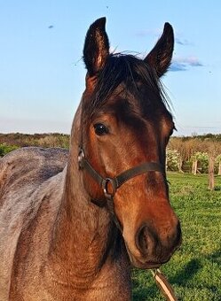 Paint horse