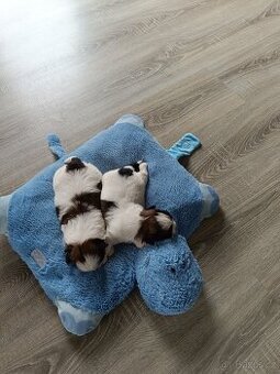Shih-tzu