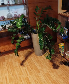 Prodám - Zamioculcas zamiifolia - Kulkas zamiolistý. - 1