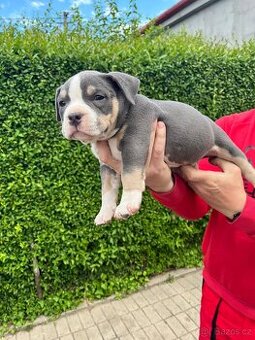 Štěně American Bully