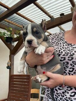 Štěně American Bully - 1