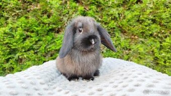 Zakrslý beránek, králíček, králík - PATRICIE