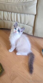 Ragdoll koťátka - kocourci