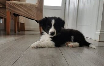 Border kolie bez pp