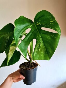 Monstera albo variegata