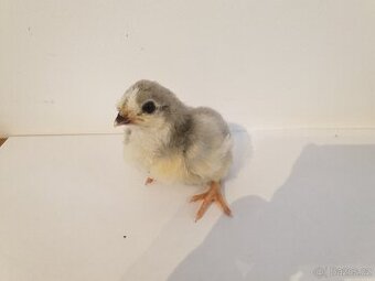 Kuřátka Araukana Lavender