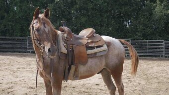 Appaloosa valach