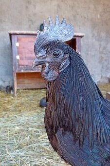 Ayam Cemani kohout