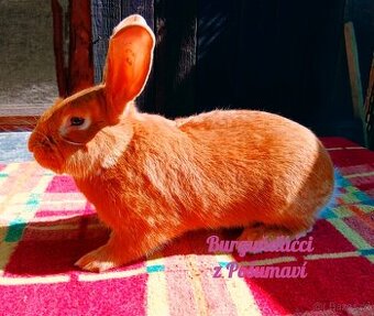 BURGUNDSKÝ králík s PP - SAMEČCI ⭐️⭐️⭐️