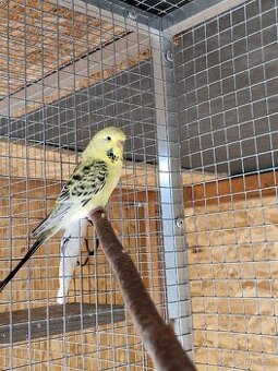 Andulka tcb a výstavní