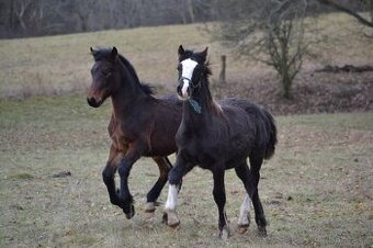 Welsh cob - hříbata 2025