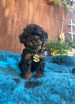 exkluzivní kluk toy pudl P.P. FCI