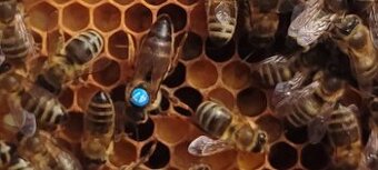 Prodej vyzimovaných včelstev