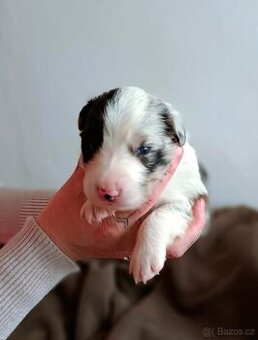 Štěňátka Border kolie