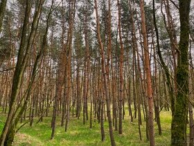 Lesní pozemek 4559m2, k.ú. Svatobořice, 100% podíl