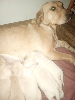 Čistokrevná štěňátka Labradora