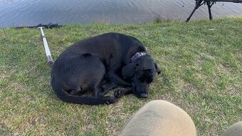 Labradorka