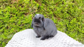 Zakrslý beránek, králíček, králík - ELLA