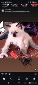 Ragdollci bez pp