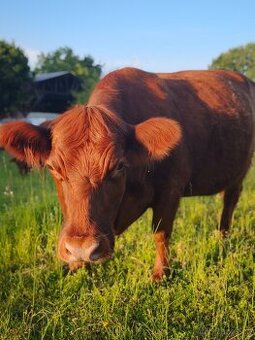 Aberdeen Angus, Highland