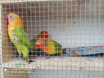 Agapornis