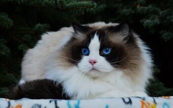 Nádherný kocour Ragdoll s PP
