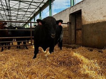 Plemenný býk Aberdeen Angus