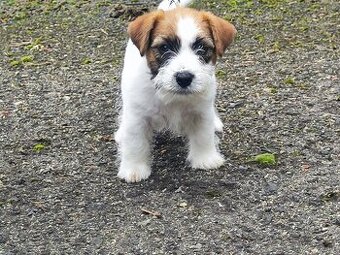 Jack Russell teriér ( Rusel teriér) s PP