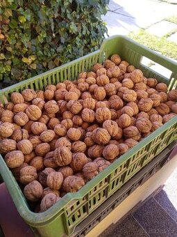 Vlašské ořechy na Vanoce