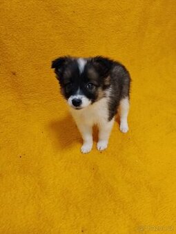 Štěňata Kříženců Německý špic x bordel kolie