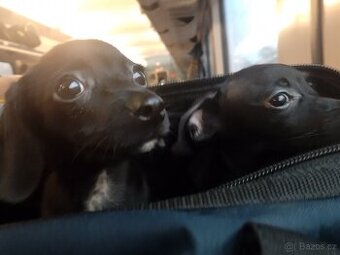 Trpasličí jezevčík křížený s čivavou poslední kus