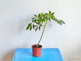Pokojova rostlina pokojovka Šeflera Schefflera 40 cm
