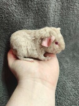 US Teddy morče s PP - 1