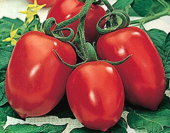 Rajče Strabena datlové tyčkové cherry, 20semen