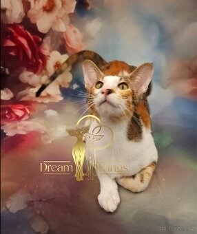 Orientální kočka s PP Esme