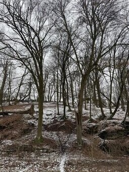 Prodej lesních pozemků k.ú. Strážnice u Mělníka