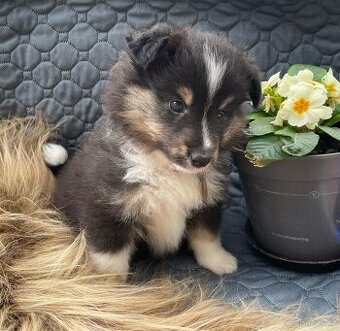 Shetlandský ovčák, Sheltie