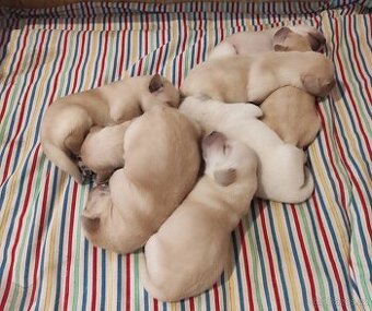 Štěňata labradorského retrívra - 1