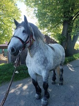 Chladnokrevnik X Percheron