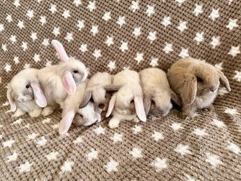 Mini Lop - beránek