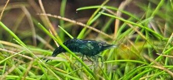 Krevetky neocaridina Green Jade