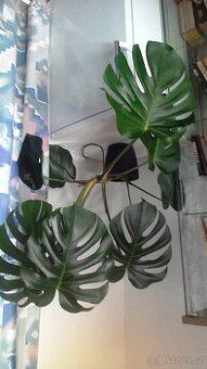 monstera