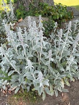 Čistec vlnatý (Stachys byzantina) - 1