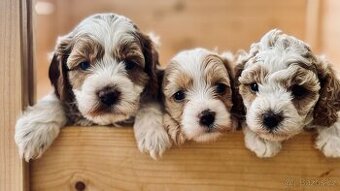 🐶 CAVAPOOCHON ŠTĚŇÁTKA – PRVNÍ VRH NAŠICH RODINNÝCH MAZLÍKŮ