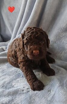 Lagotto romagnolo s PP - italský vodní pes