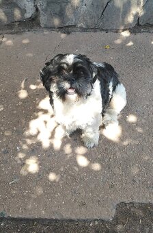 Shih-tzu - krytí