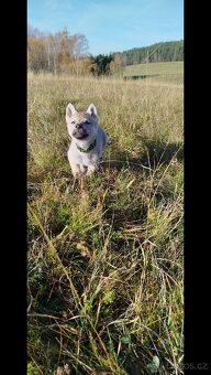 Československý vlčák bez PP