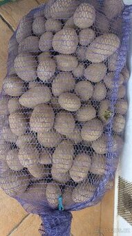 Prodám brambory na uskladnění