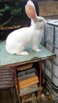 Belgický obr Albín