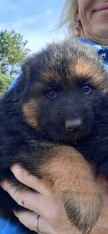 NĚMECKÝ OVČÁK s PP